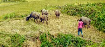 Farm Strategies Organisation Logo